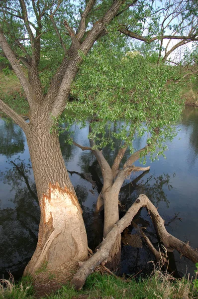 Spring River Árbol Crece Bajo Sol Primaveral — Foto de Stock