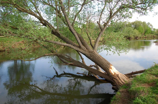 Bahar Nehri,, ağaç bahar güneş büyür..