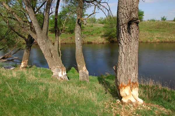 Bahar Nehri,, ağaç bahar güneş büyür..