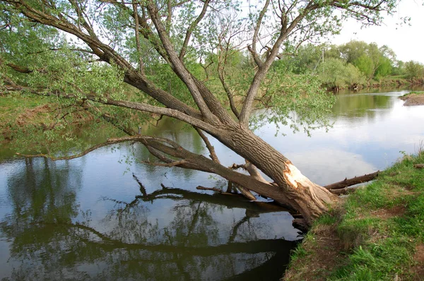 Spring River Arbre Pousse Soleil Printemps — Photo