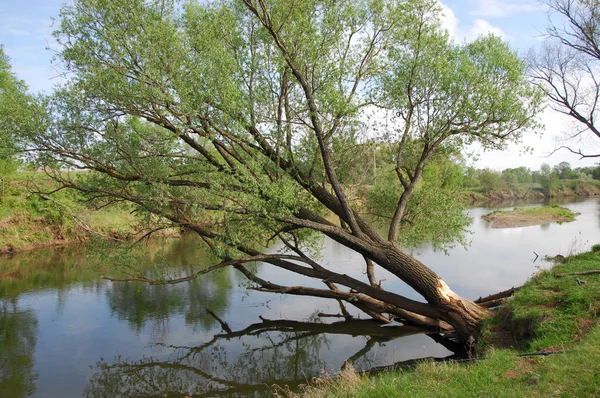 Våren River Träd Växer Vårsolen — Stockfoto