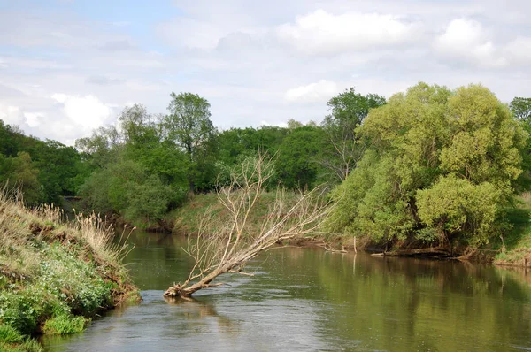 Spring River Pohon Tumbuh Sinar Matahari Musim Semi — Stok Foto