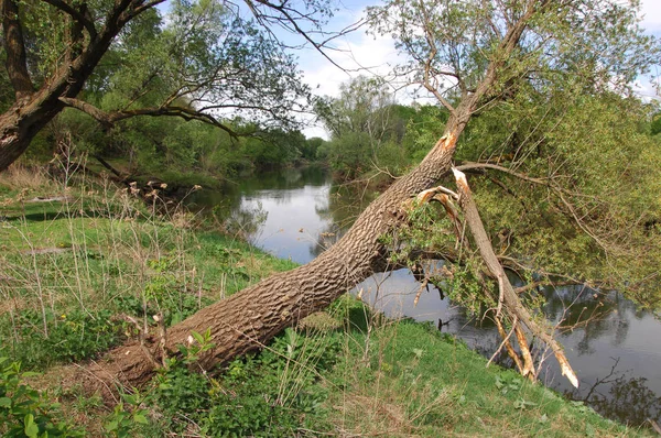春天的河树 河岸边的一排树 阳光明媚的春天 河边的树 — 图库照片