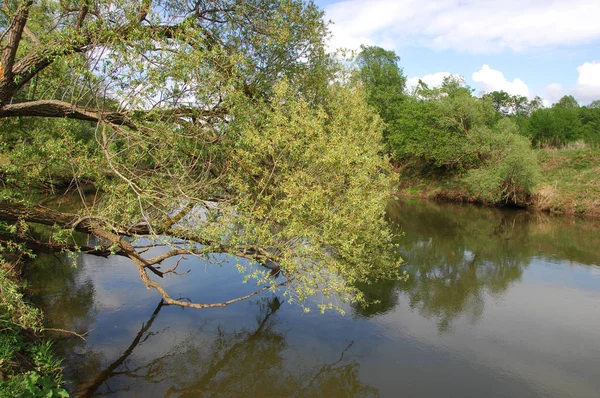 Våren River Träd Växer Vårsolen — Stockfoto