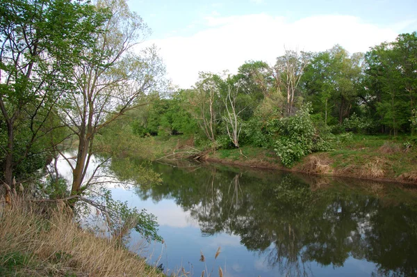 Spring River Boom Groeit Lente Zon — Stockfoto