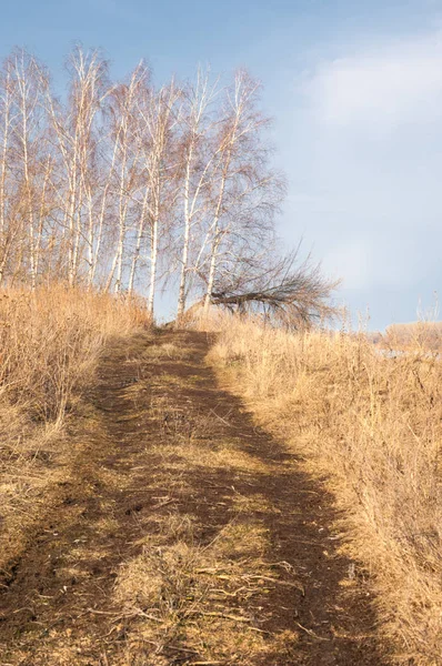 Bahar Orman, solmuş çimen, son kar, sıcak bahar günü, masaüstü duvar kağıtları. Bu fotoğraf iyi tasarım çözümü
