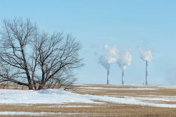 Huş ağacı yaprakları, petrol sallanan solmuş çim, toprak işleme bahar. Geçen kış kar altında