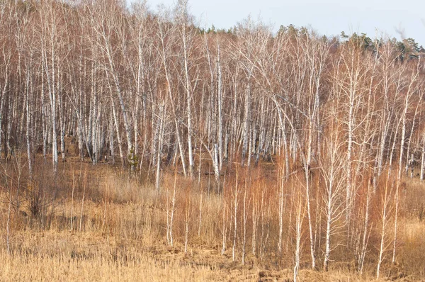 Bahar Orman, solmuş çimen, son kar, sıcak bahar günü, masaüstü duvar kağıtları. Bu fotoğraf iyi tasarım çözümü