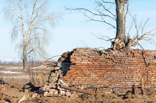 Bahar. Son kar. Yalnız ağaç. Kırık tuğla duvar