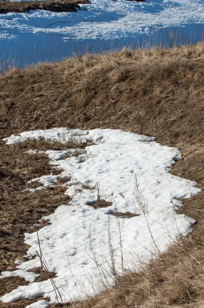 Bahar Orman, solmuş çimen, son kar, sıcak bahar günü, masaüstü duvar kağıtları. Bu fotoğraf iyi tasarım çözümü