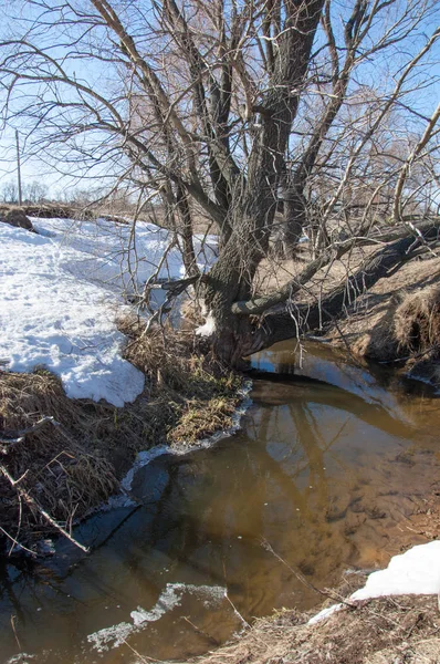 Bahar Orman, solmuş çimen, son kar, sıcak bahar günü, masaüstü duvar kağıtları. Bu fotoğraf iyi tasarım çözümü