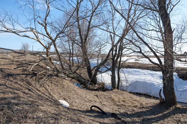 Bahar Orman, solmuş çimen, son kar, sıcak bahar günü, masaüstü duvar kağıtları. Bu fotoğraf iyi tasarım çözümü