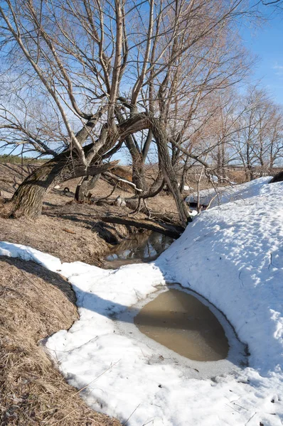 Bahar Orman, solmuş çimen, son kar, sıcak bahar günü, masaüstü duvar kağıtları. Bu fotoğraf iyi tasarım çözümü