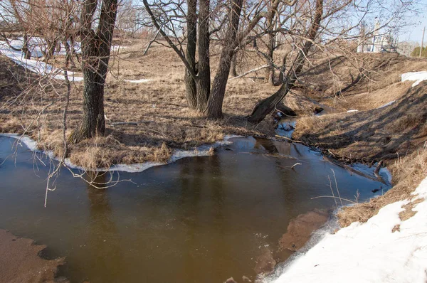 Bahar Orman, solmuş çimen, son kar, sıcak bahar günü, masaüstü duvar kağıtları. Bu fotoğraf iyi tasarım çözümü