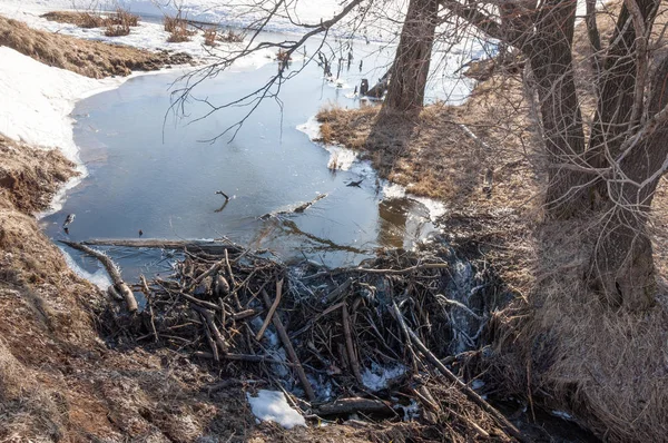 Bahar Orman, solmuş çimen, son kar, sıcak bahar günü, masaüstü duvar kağıtları. Bu fotoğraf iyi tasarım çözümü. Kunduzlar bir baraj inşa
