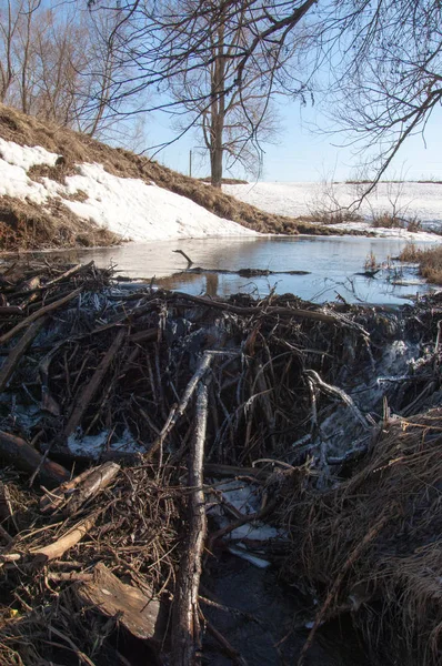 Bahar Orman, solmuş çimen, son kar, sıcak bahar günü, masaüstü duvar kağıtları. Bu fotoğraf iyi tasarım çözümü. Kunduzlar bir baraj inşa