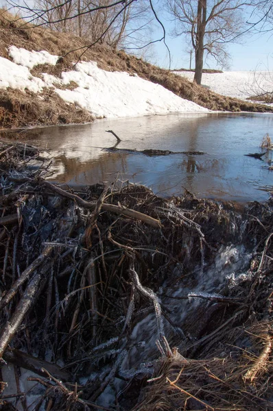 Bahar Orman, solmuş çimen, son kar, sıcak bahar günü, masaüstü duvar kağıtları. Bu fotoğraf iyi tasarım çözümü. Kunduzlar bir baraj inşa