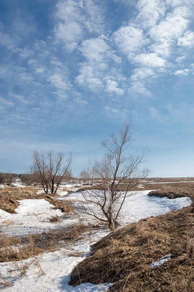 Bahar Orman, solmuş çimen, son kar, sıcak bahar günü, masaüstü duvar kağıtları. Bu fotoğraf iyi tasarım çözümü. 