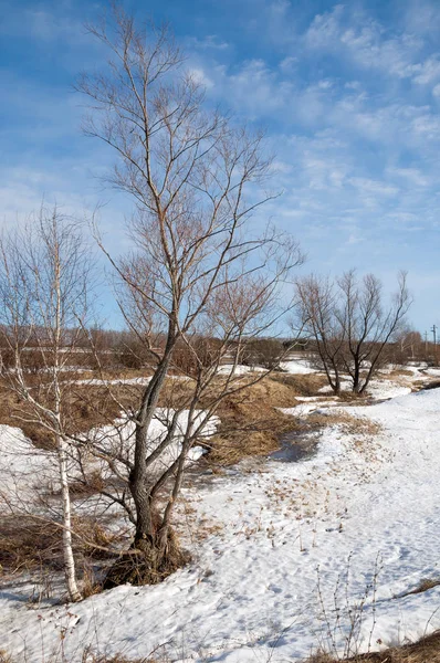Bahar Orman, solmuş çimen, son kar, sıcak bahar günü, masaüstü duvar kağıtları. Bu fotoğraf iyi tasarım çözümü. 