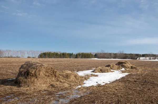 Bahar Orman, solmuş çimen, son kar, sıcak bahar günü, masaüstü duvar kağıtları. Bu fotoğraf iyi tasarım çözümü. 