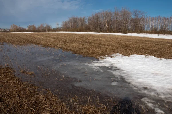 Bahar Orman, solmuş çimen, son kar, sıcak bahar günü, masaüstü duvar kağıtları. Bu fotoğraf iyi tasarım çözümü. 