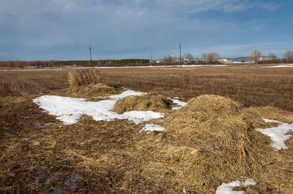 Bahar Orman, solmuş çimen, son kar, sıcak bahar günü, masaüstü duvar kağıtları. Bu fotoğraf iyi tasarım çözümü. 