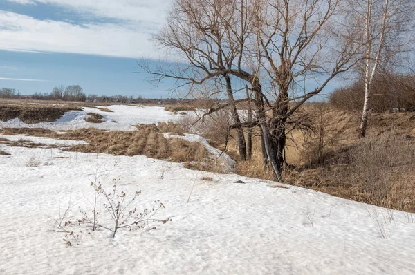 Bahar Orman, solmuş çimen, son kar, sıcak bahar günü, masaüstü duvar kağıtları. Bu fotoğraf iyi tasarım çözümü. 
