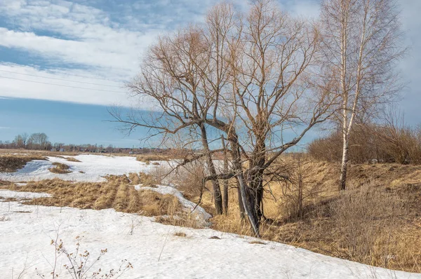 Bahar Orman, solmuş çimen, son kar, sıcak bahar günü, masaüstü duvar kağıtları. Bu fotoğraf iyi tasarım çözümü. 