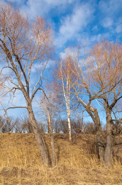 Bahar Orman, solmuş çimen, son kar, sıcak bahar günü, masaüstü duvar kağıtları. Bu fotoğraf iyi tasarım çözümü. 