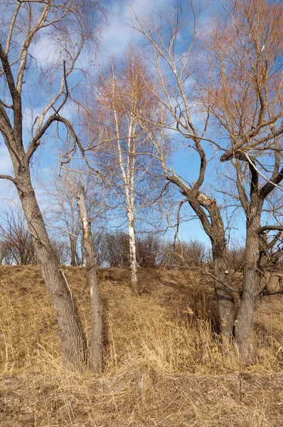 Bahar Orman, solmuş çimen, son kar, sıcak bahar günü, masaüstü duvar kağıtları. Bu fotoğraf iyi tasarım çözümü. 