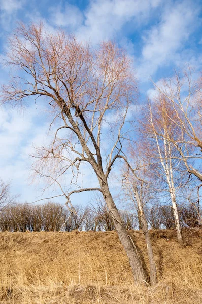 Bahar Orman, solmuş çimen, son kar, sıcak bahar günü, masaüstü duvar kağıtları. Bu fotoğraf iyi tasarım çözümü. 