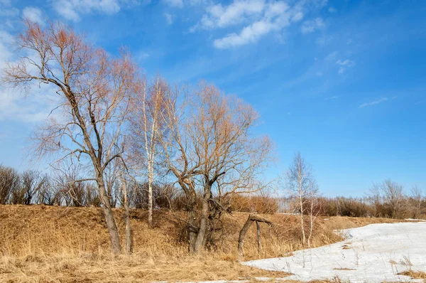 Bahar Orman, solmuş çimen, son kar, sıcak bahar günü, masaüstü duvar kağıtları. Bu fotoğraf iyi tasarım çözümü. 