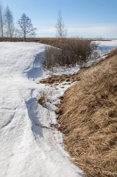 Bahar Orman, solmuş çimen, son kar, sıcak bahar günü, masaüstü duvar kağıtları. Bu fotoğraf iyi tasarım çözümü. 