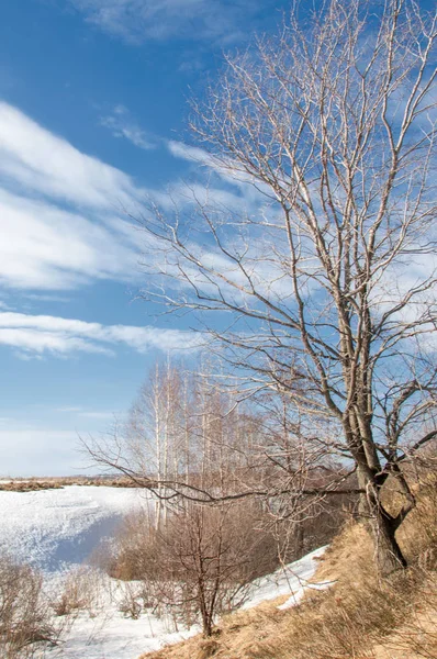 Primavera Nella Foresta Erba Appassita Ultima Neve Calda Giornata Primaverile — Foto Stock