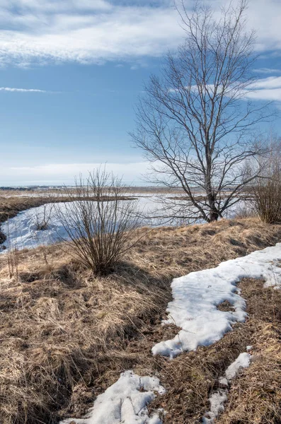 Bahar Orman, solmuş çimen, son kar, sıcak bahar günü, masaüstü duvar kağıtları. Bu fotoğraf iyi tasarım çözümü. 