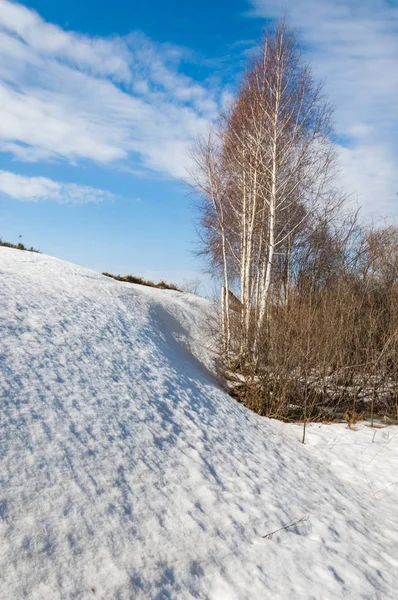 Lente Het Bos Het Gras Verwelkte Aren Laatste Sneeuw Warme — Stockfoto