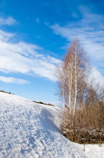 Bahar Orman, solmuş çimen, son kar, sıcak bahar günü, masaüstü duvar kağıtları. Bu fotoğraf iyi tasarım çözümü. 