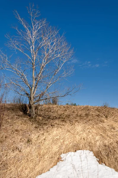 Bahar Orman, solmuş çimen, son kar, sıcak bahar günü, masaüstü duvar kağıtları. Bu fotoğraf iyi tasarım çözümü. 