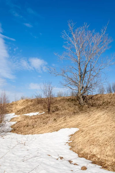 Bahar Orman, solmuş çimen, son kar, sıcak bahar günü, masaüstü duvar kağıtları. Bu fotoğraf iyi tasarım çözümü. 