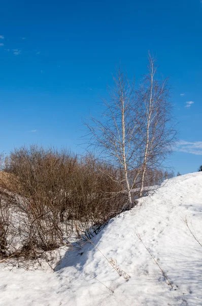 Bahar Orman, solmuş çimen, son kar, sıcak bahar günü, masaüstü duvar kağıtları. Bu fotoğraf iyi tasarım çözümü. 