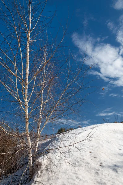 Bahar Orman, solmuş çimen, son kar, sıcak bahar günü, masaüstü duvar kağıtları. Bu fotoğraf iyi tasarım çözümü. 