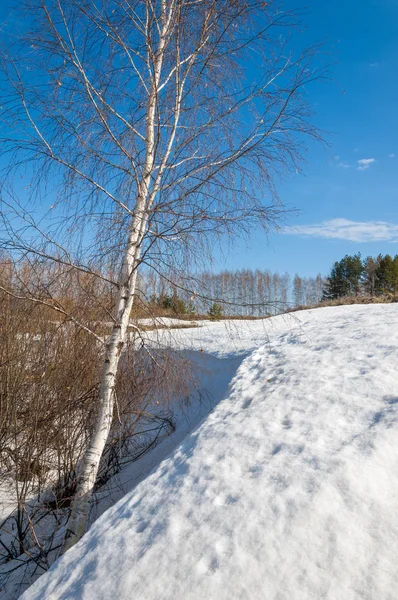 Lente Het Bos Het Gras Verwelkte Aren Laatste Sneeuw Warme — Stockfoto