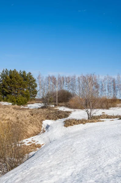 Bahar Orman, solmuş çimen, son kar, sıcak bahar günü, masaüstü duvar kağıtları. Bu fotoğraf iyi tasarım çözümü. 