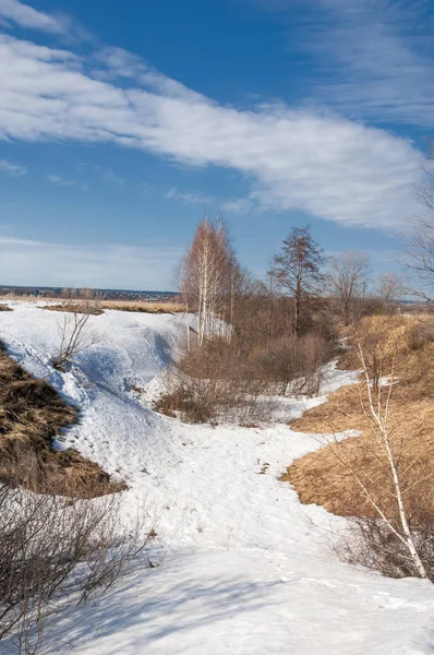Bahar Orman, solmuş çimen, son kar, sıcak bahar günü, masaüstü duvar kağıtları. Bu fotoğraf iyi tasarım çözümü. 