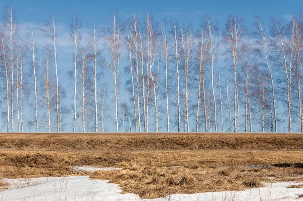Bahar Orman, solmuş çimen, son kar, sıcak bahar günü, masaüstü duvar kağıtları. Bu fotoğraf iyi tasarım çözümü. 