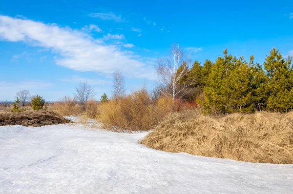 Bahar Orman, solmuş çimen, son kar, sıcak bahar günü, masaüstü duvar kağıtları. Bu fotoğraf iyi tasarım çözümü. 