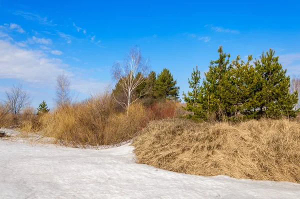 Bahar Orman, solmuş çimen, son kar, sıcak bahar günü, masaüstü duvar kağıtları. Bu fotoğraf iyi tasarım çözümü. 