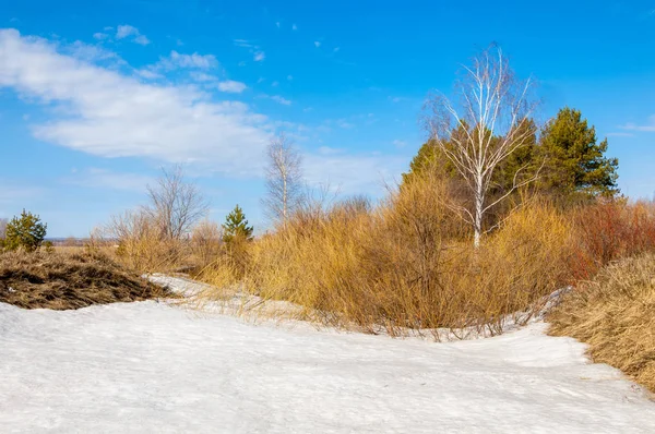 Bahar Orman, solmuş çimen, son kar, sıcak bahar günü, masaüstü duvar kağıtları. Bu fotoğraf iyi tasarım çözümü. 