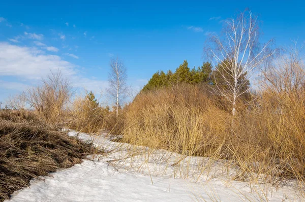 Bahar Orman, solmuş çimen, son kar, sıcak bahar günü, masaüstü duvar kağıtları. Bu fotoğraf iyi tasarım çözümü. 
