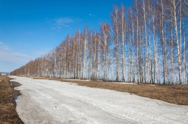 Lente Het Bos Het Gras Verwelkte Aren Laatste Sneeuw Warme — Stockfoto